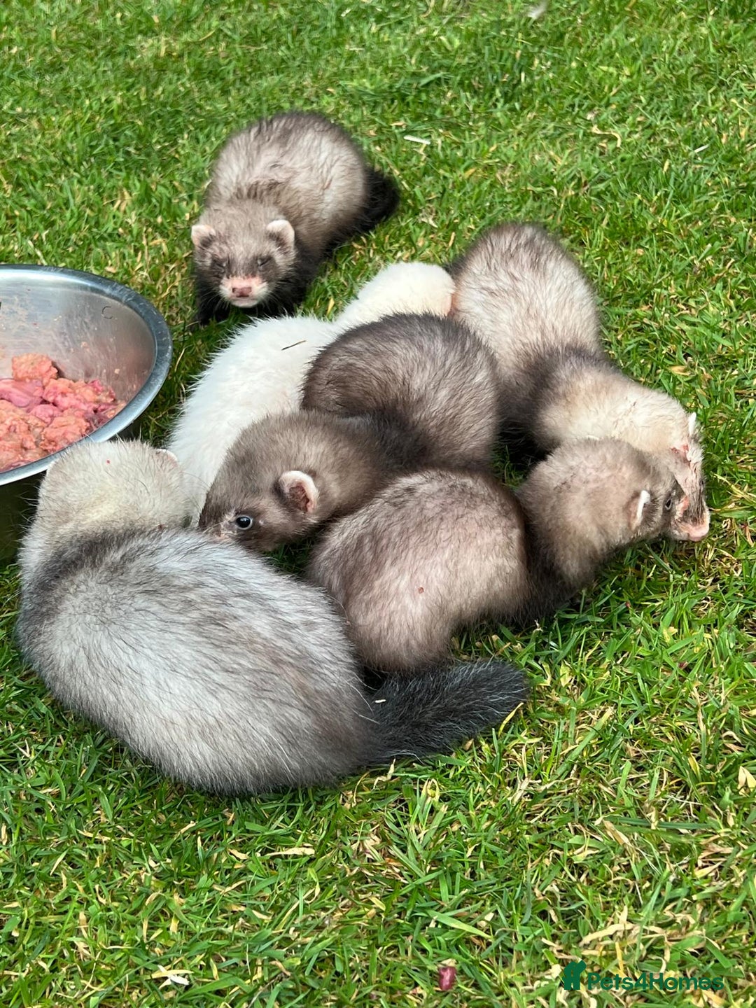 Ferret rodents for sale: Mixed Young Ferrets 10-12 weeks old  - Image 8