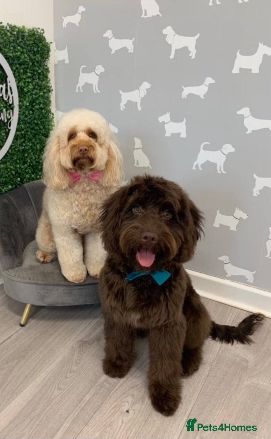 Cockapoo dogs 1x Chocolate  Female cockapoo  - Advert 9