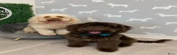 Cockapoo dogs for sale: 1x Chocolate  Female cockapoo  in Bolton - Advert 1