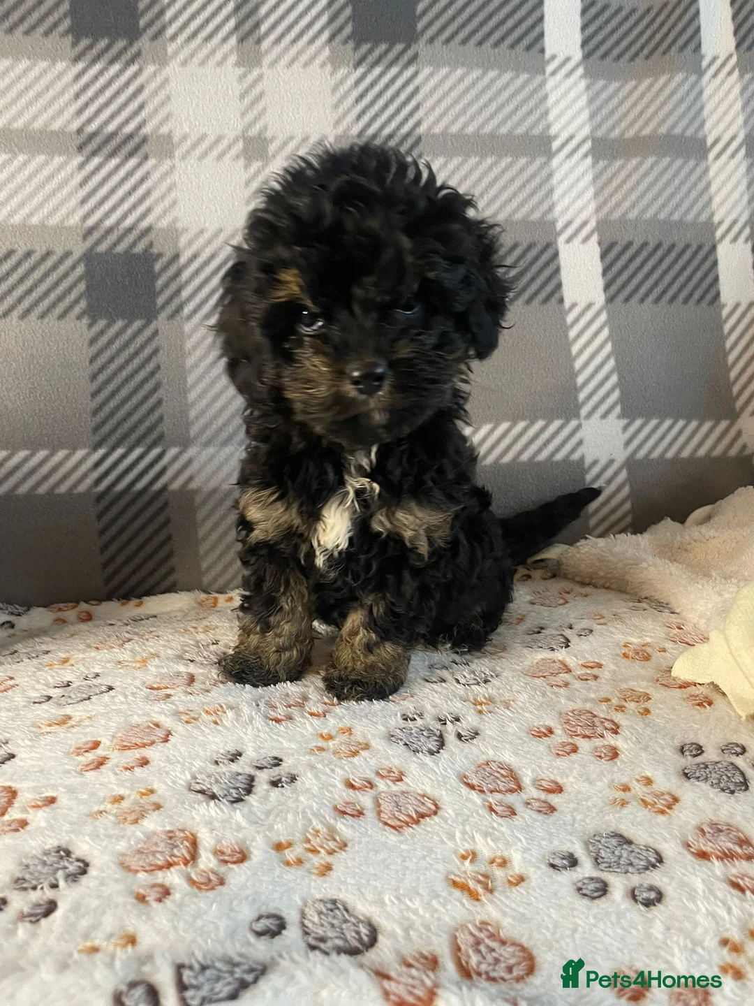 Cavapoo dogs for sale: Tiny cavapoos - Advert 10
