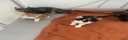 British Shorthair cats for sale: 7 kittens brown/tortoise shell/ ginger n white  - Advert 8
