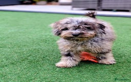 Cockapoo dogs for sale: Gorgeous F2b show type Cockapoo babies blue merles - Image 15