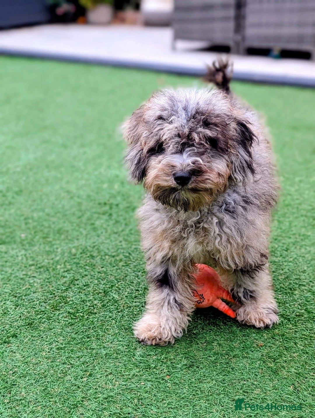 Cockapoo dogs for sale: Gorgeous F2b show type Cockapoo babies blue merles - Image 15