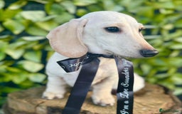 Dachshund dogs for sale: 2 beautiful male dachshund adult dogs for sale  - Image 11