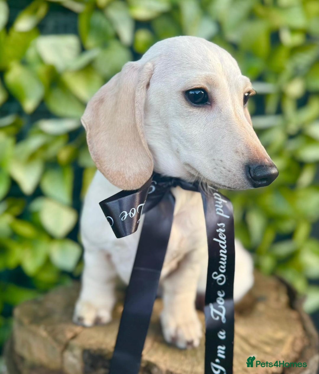 Dachshund dogs for sale: 2 beautiful male dachshund adult dogs for sale  - Image 11