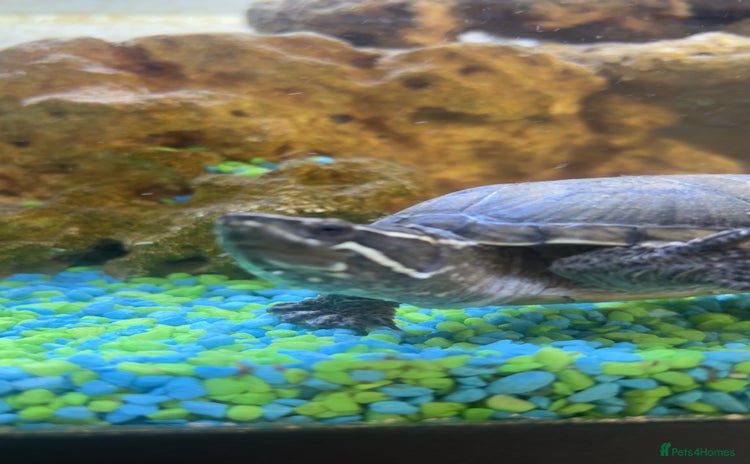 Turtle reptiles - Advert 1