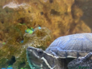 Turtle reptiles - Advert 39