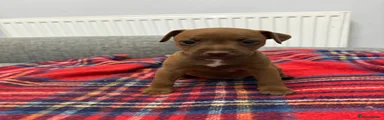 Patterdale Terrier Puppy 3