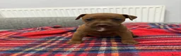 Patterdale Terrier dogs for sale: Patterdale terrier pups  - Advert 20