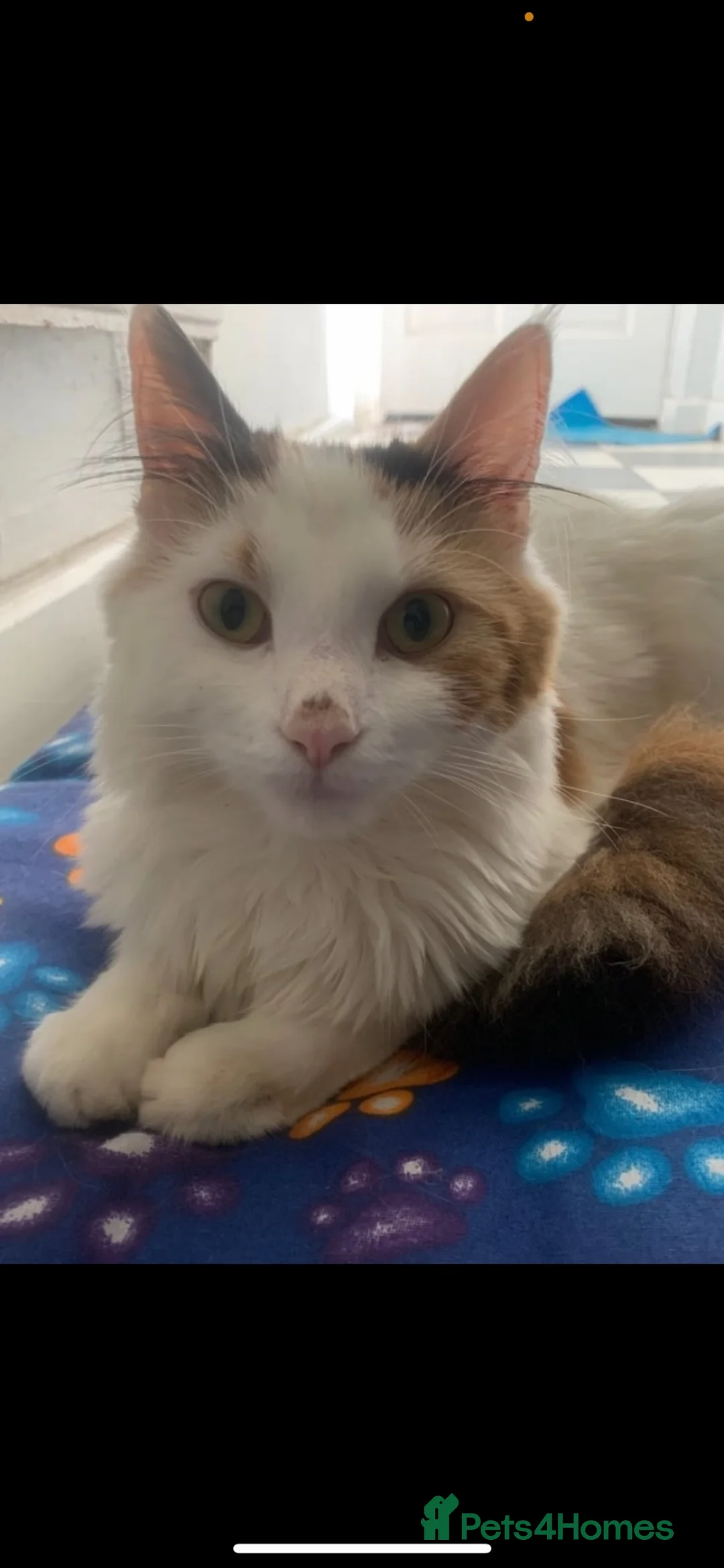 Mixed Breed cats for sale: 2 adorable male kittens ready to be rehomed!!  in Liverpool - Advert 11