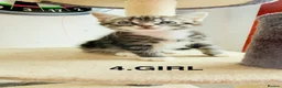 Mixed Breed cats for sale: Lovely kittens for sale - Advert 5