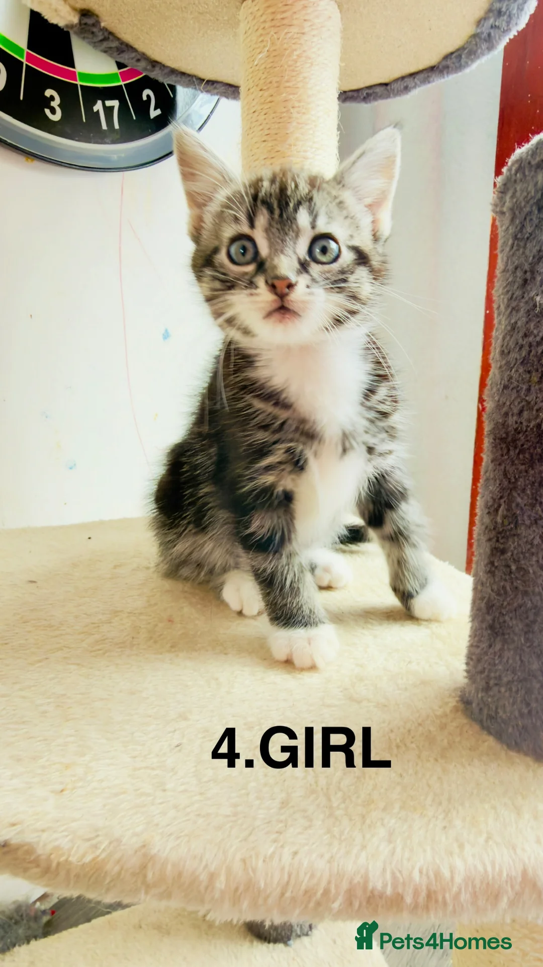 Mixed Breed cats for sale: Lovely kittens for sale - Advert 5