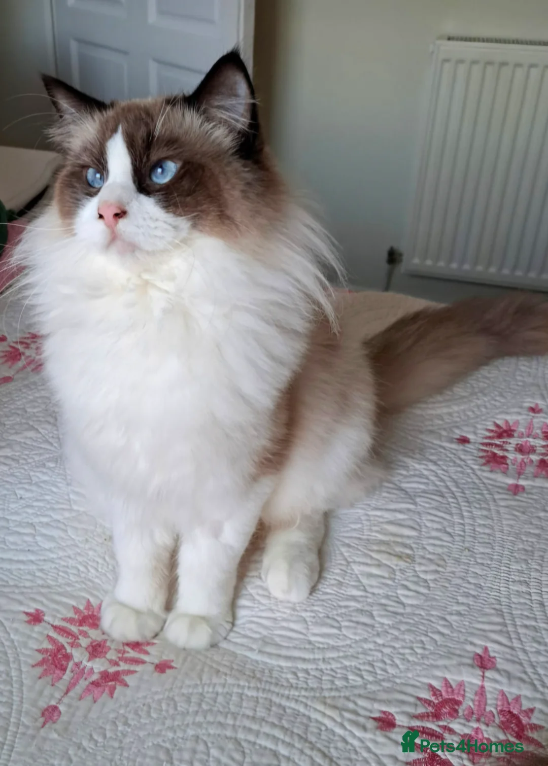 Ragdoll cats for sale: Premium Seal Bicolour  Ragdoll Boys 💖💖💖 - Advert 28