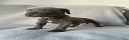 Cane Corso dogs for sale: BLUE CANE CORSO PUPS!!! in Newark - Advert 11