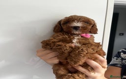 Miniature Poodle dogs for stud: Dark Red Miniature Poodle Stud Package Available in Southampton - Image 33