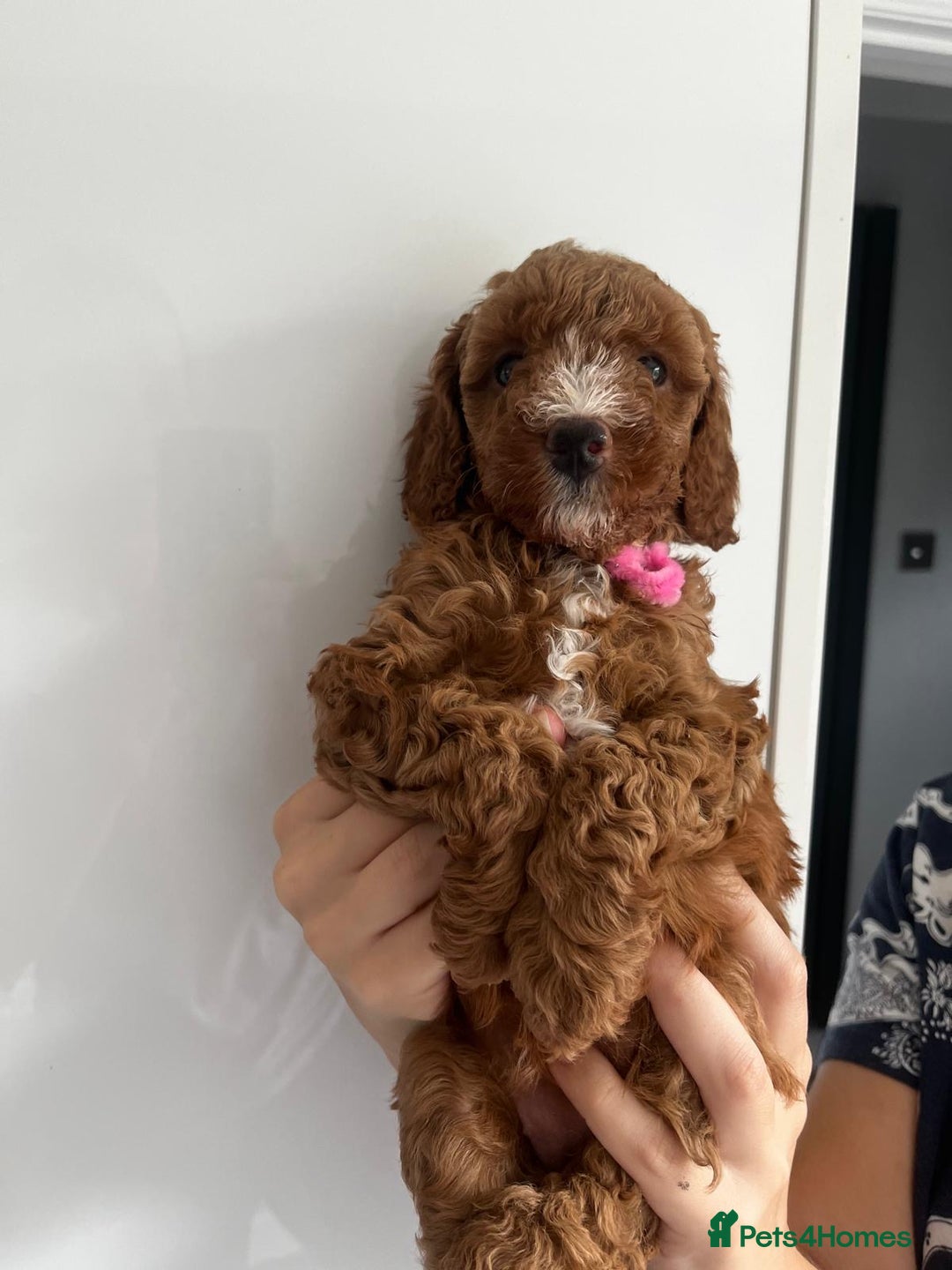 Miniature Poodle dogs for stud: Dark Red Miniature Poodle Stud Package Available in Southampton - Image 33