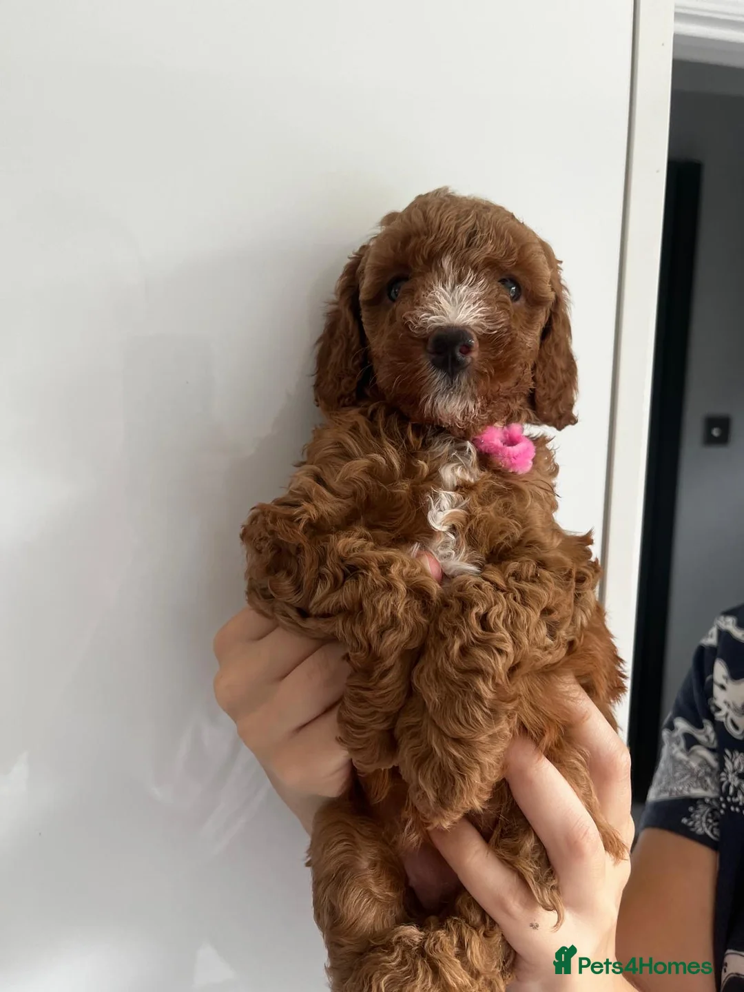 Miniature Poodle dogs for stud: Dark Red Miniature Poodle Stud Package Available in Southampton - Advert 33