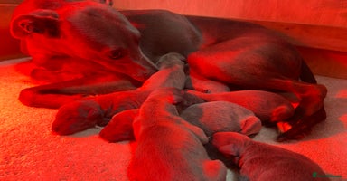 Whippet dogs - Advert 11