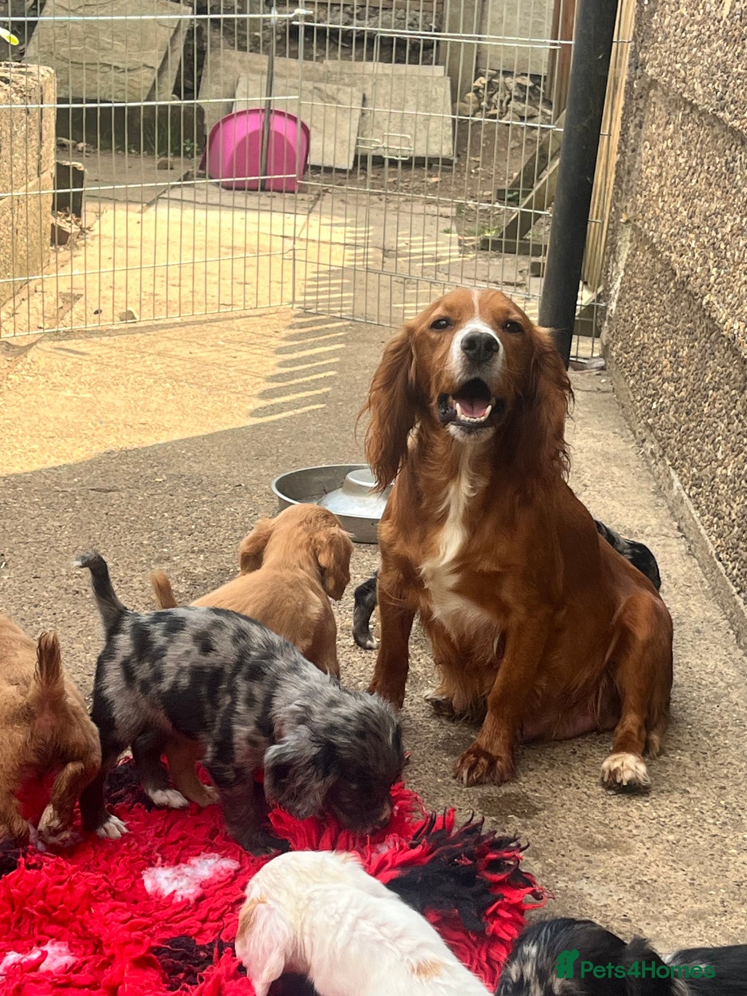 Cocker Spaniel dogs for sale: Working cocker spaniel last girl available  - Image 15