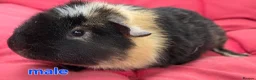 Guinea Pig rodents for sale: Pure breed Teddy guineapigs  - Advert 8