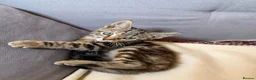 Mixed Breed cats for sale: Beautiful Kittens - Ready for their forever home - Advert 13