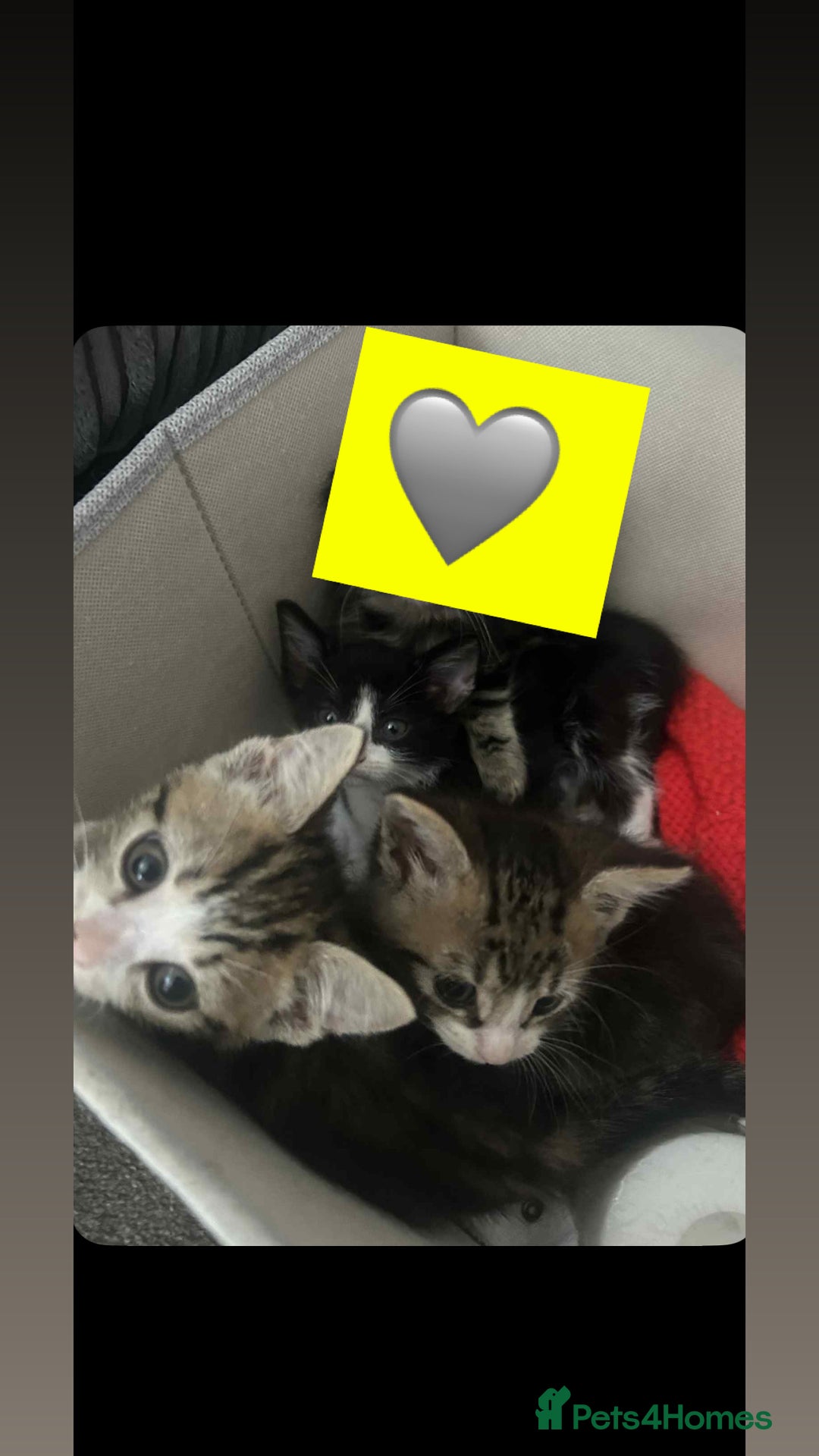 Mixed Breed cats for sale: kittens  - Image 1