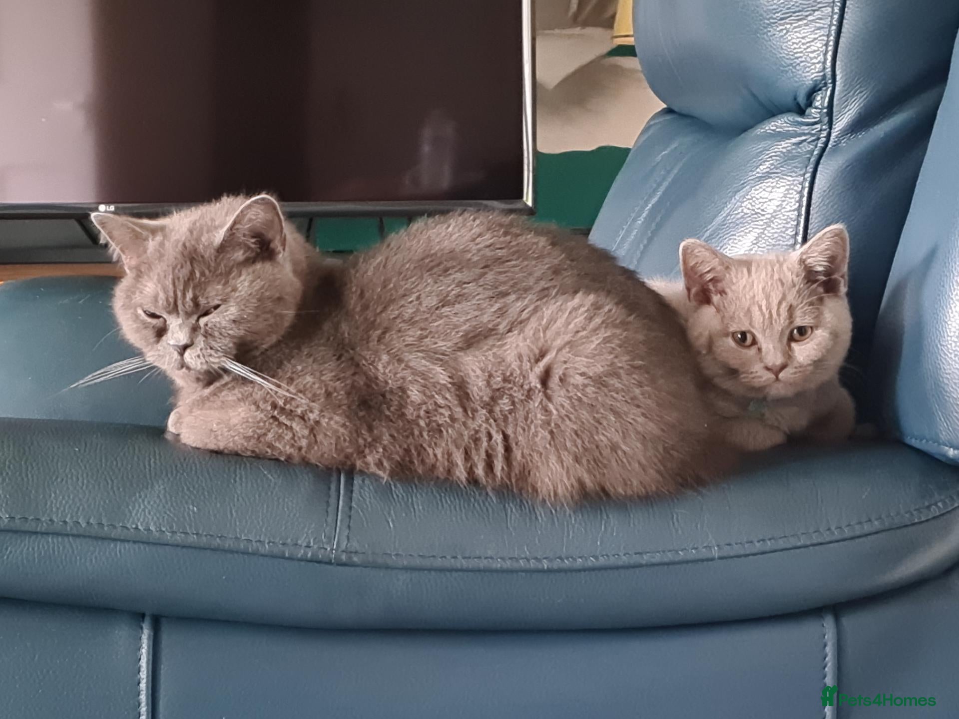 Scottish Fold cats GORGIOUS LILAC BRITISH SHORTHAIR MALE KITTEN - Advert 1
