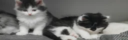 Mixed Breed cats for sale: 🐾 Adorable fluffy Kittens–Ready to leave now.🐾  - Advert 14