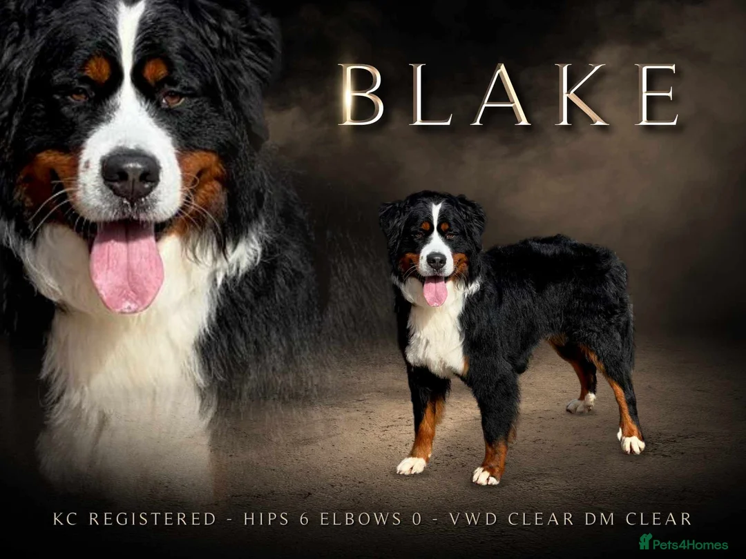 Bernese Mountain Dog dogs for stud: For stud dna tested Bernese mountain dog for stud  in Market Drayton - Advert 12