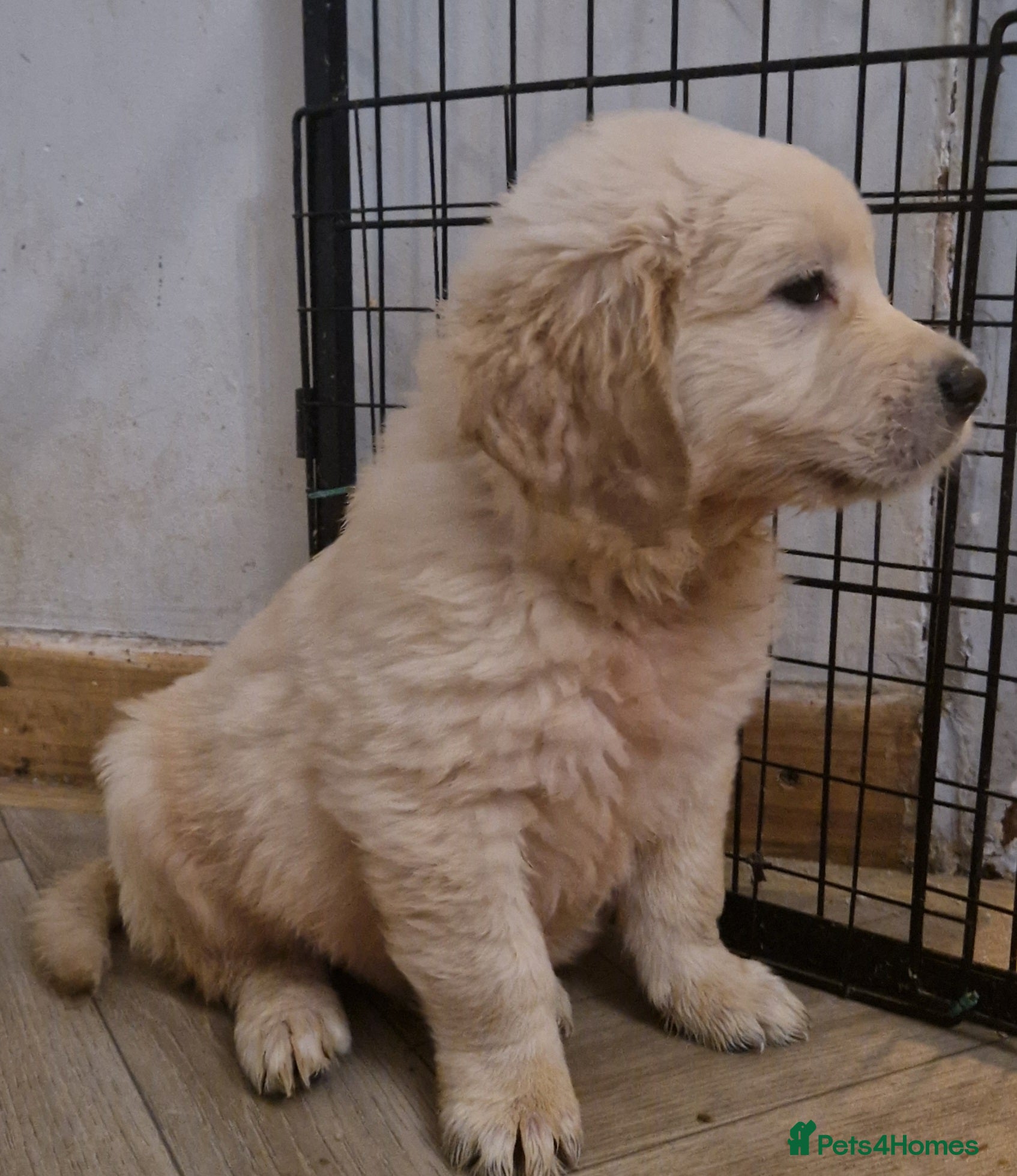 Golden Retriever dogs KC Golden Retriver READY 20Th December  - Advert 1