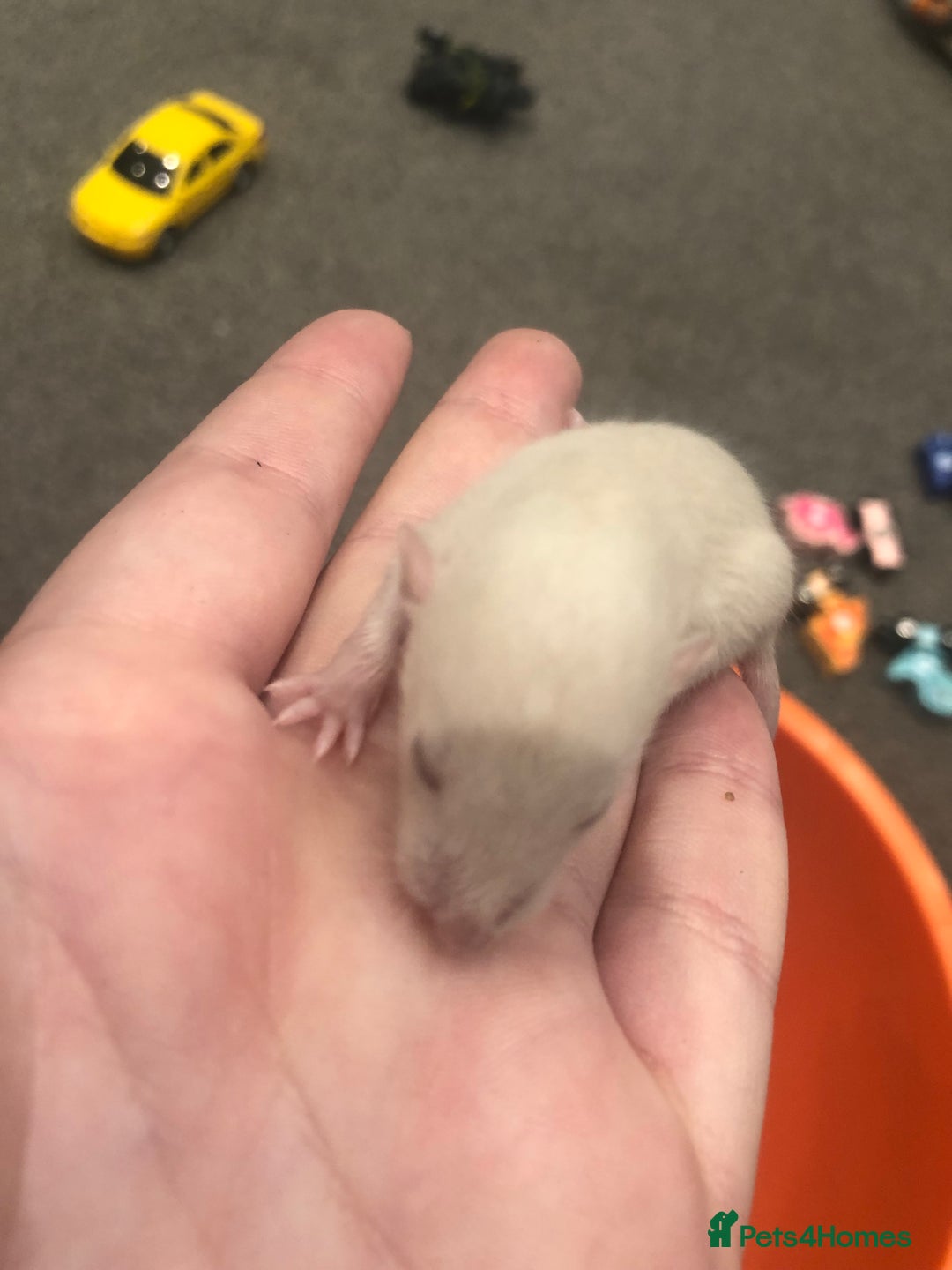 Rat rodents for sale: Rats for sale dumbo ear mother - Image 3