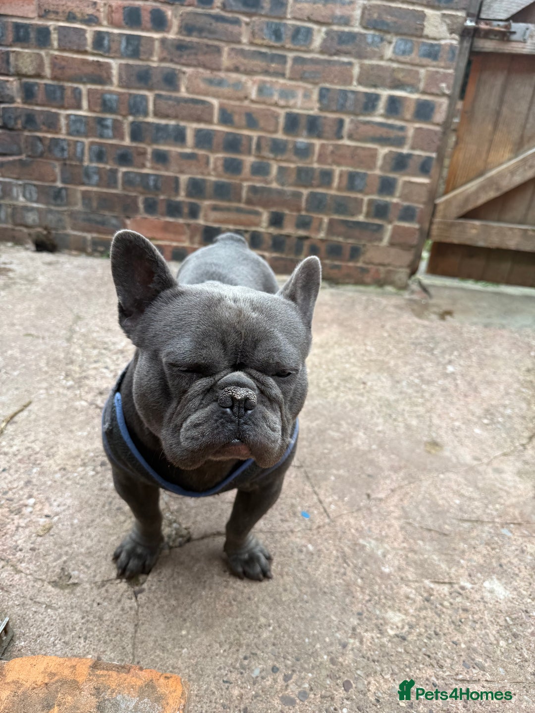 French Bulldog dogs for sale: French BullDog - Image 4