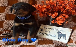 Rottweiler dogs for sale: Stunning kc registered Rottweiler pups.  - Image 16