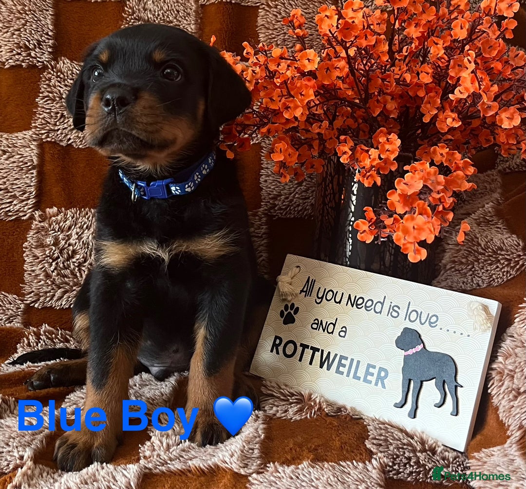 Rottweiler dogs for sale: Stunning kc registered Rottweiler pups.  - Image 16
