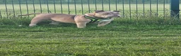 American Bully dogs for sale: Micro bully for rehoming - Advert 4