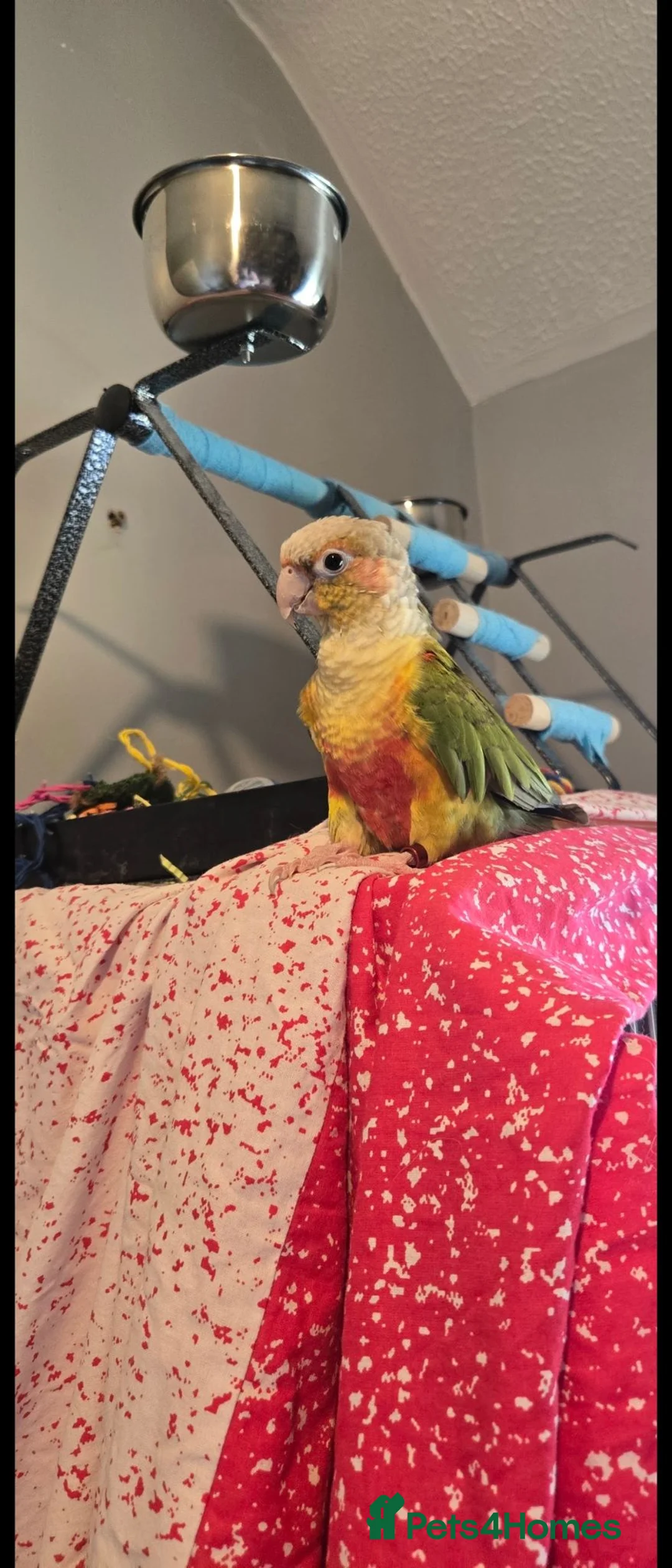 Conures birds for sale: Pineapple Green Cheek Conure- kirby  in Buckingham - Advert 3