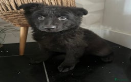 German Shepherd dogs for sale: German shepherd pups silver sable black/tan black  - Image 27