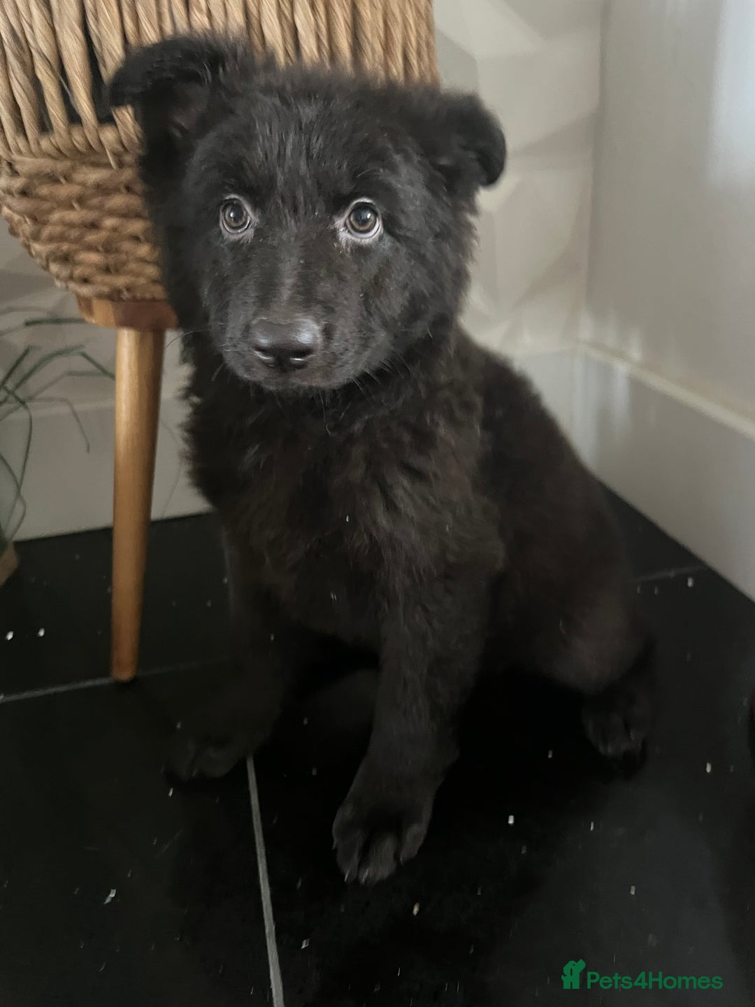German Shepherd dogs for sale: German shepherd pups silver sable black/tan black  - Image 27