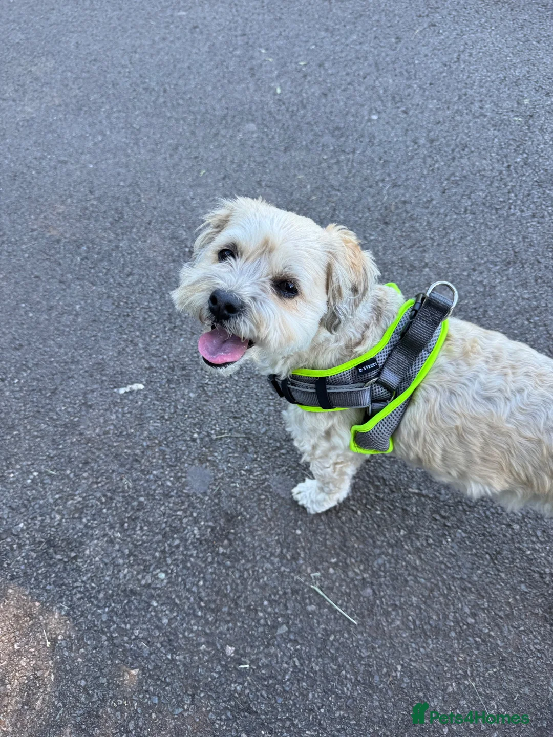Shihpoo dogs for sale: Shihpoo puppies 3 boys - Advert 1