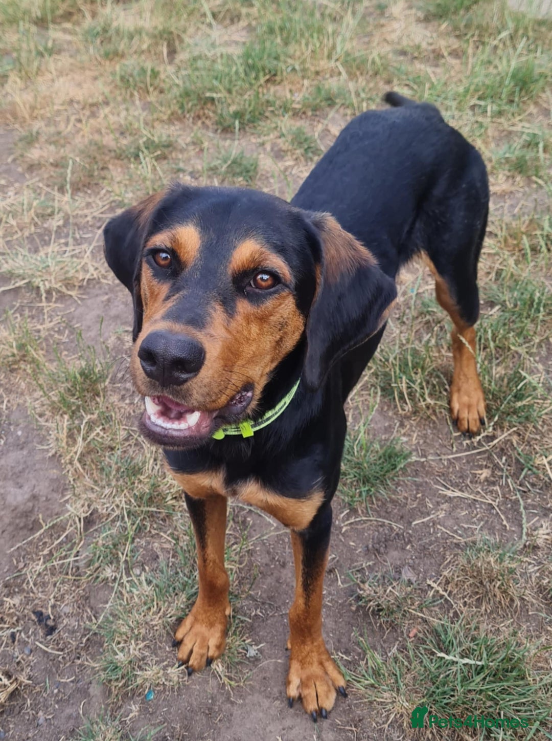 Mixed Breed dogs for adoption: Beautiful Aldo is ready for his forever sofa - Image 6