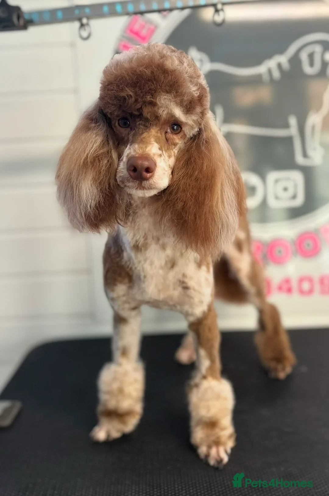 Toy Poodle dogs for stud: The ONLY chocolate Merle Toy poodle in the NE💙 in Newcastle upon Tyne - Advert 5