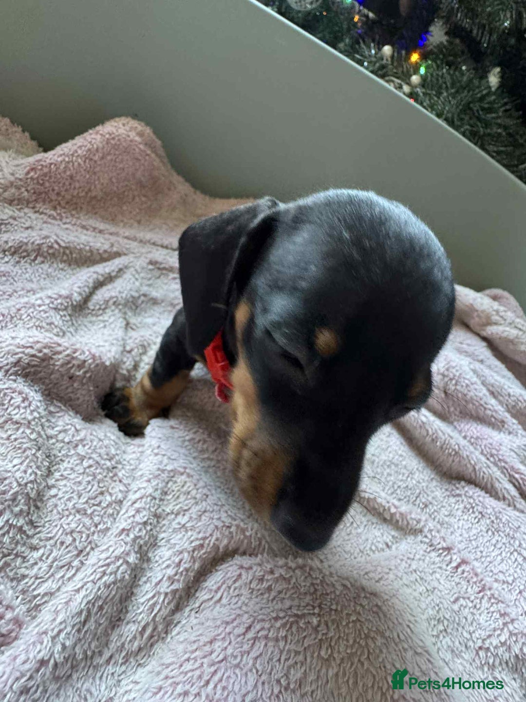 Miniature Dachshund dogs for sale: My family dogs have had a litter of 5  - Advert 20