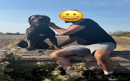 Cane Corso dogs for stud: Big Baloo 🦍🐻🦁 - Image 7