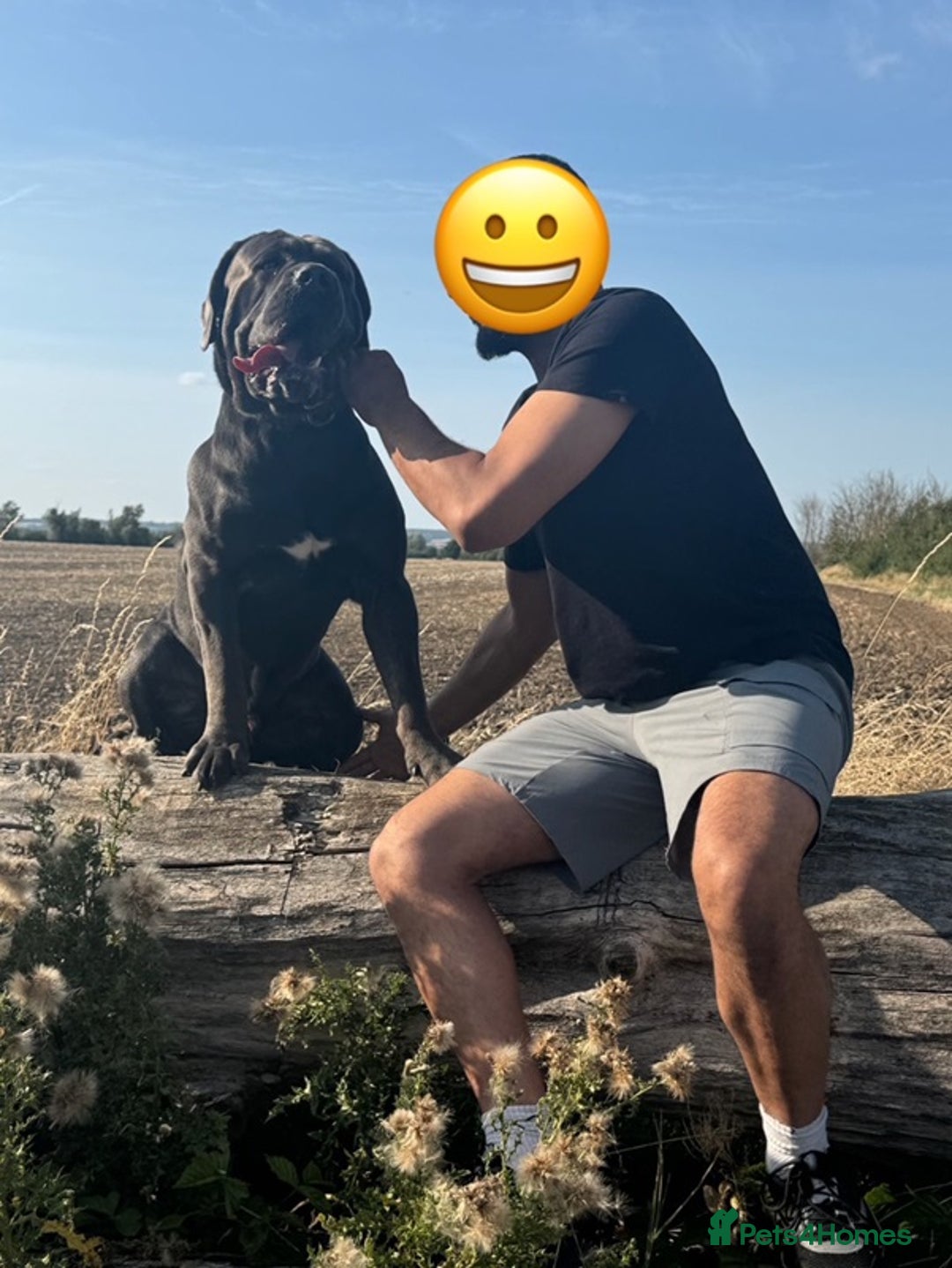 Cane Corso dogs for stud: Big Baloo 🦍🐻🦁 - Image 7
