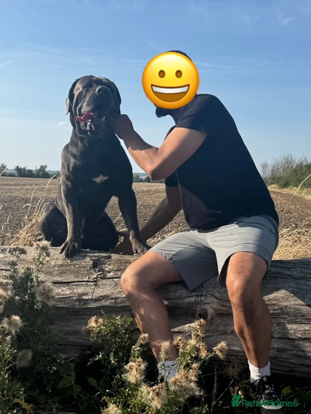 Cane Corso dogs for stud: Big Baloo 🦍🐻🦁 - Advert 7