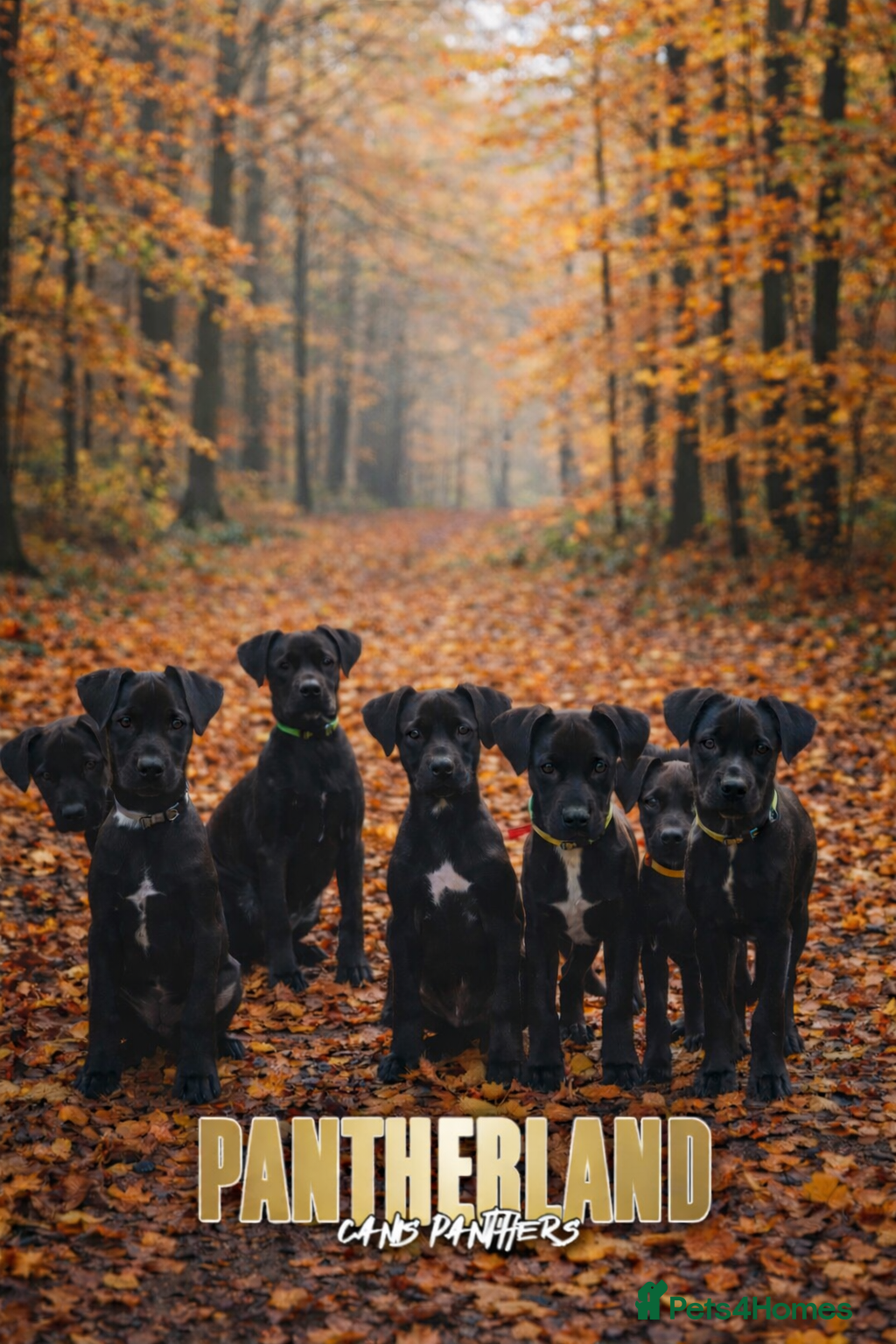 Mixed Breed dogs Canis Panther Pups - Advert 2