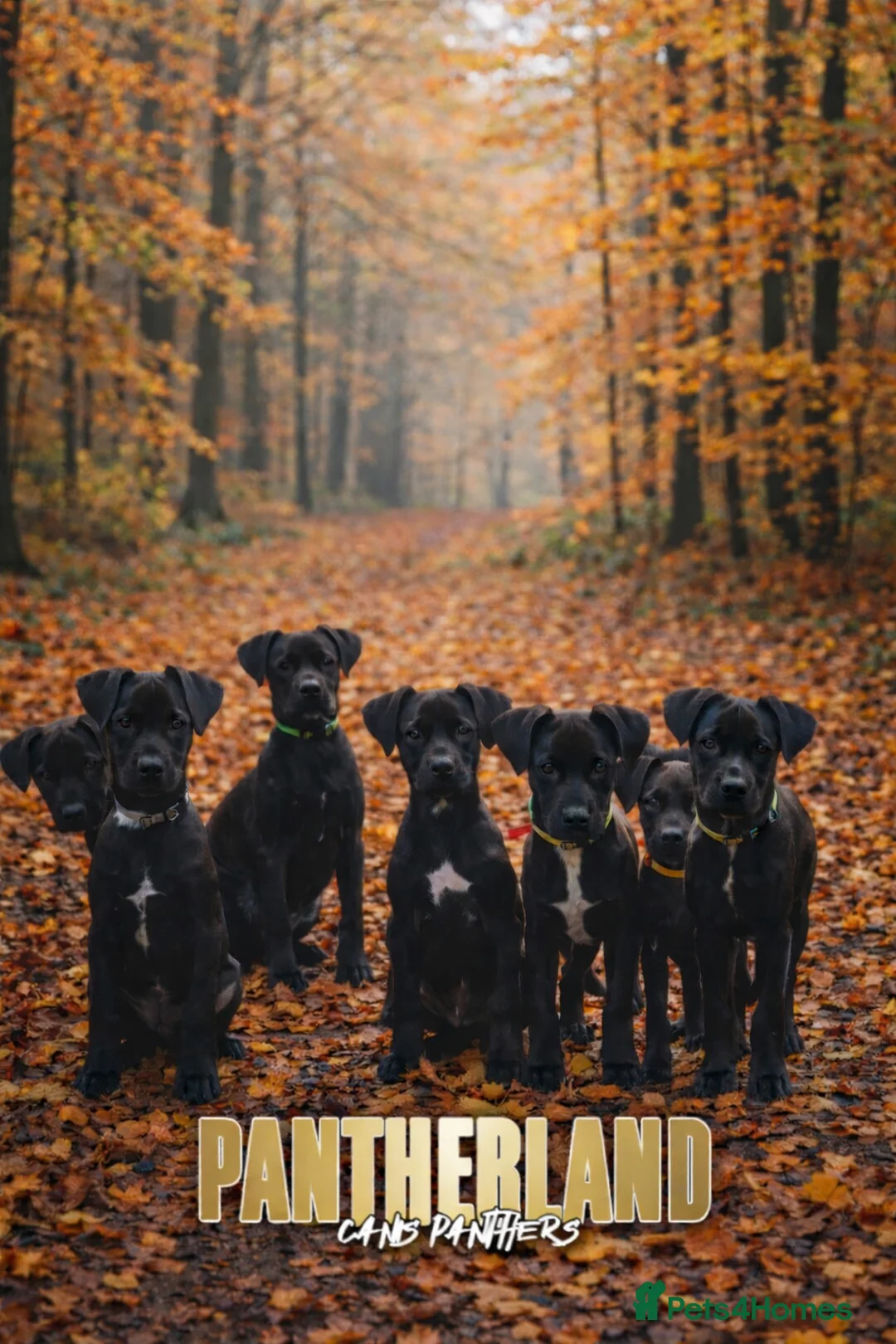 Mixed Breed dogs for sale: Canis Panther Pups - 1 Male & 2 Females available  - Advert 1