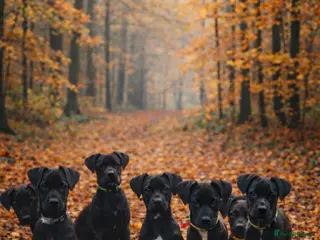 Mixed Breed dogs Canis Panther Pups - Advert 2