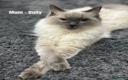 Ragdoll cats for sale: 4 cute fluffy Ragdoll Kittens - Advert 6