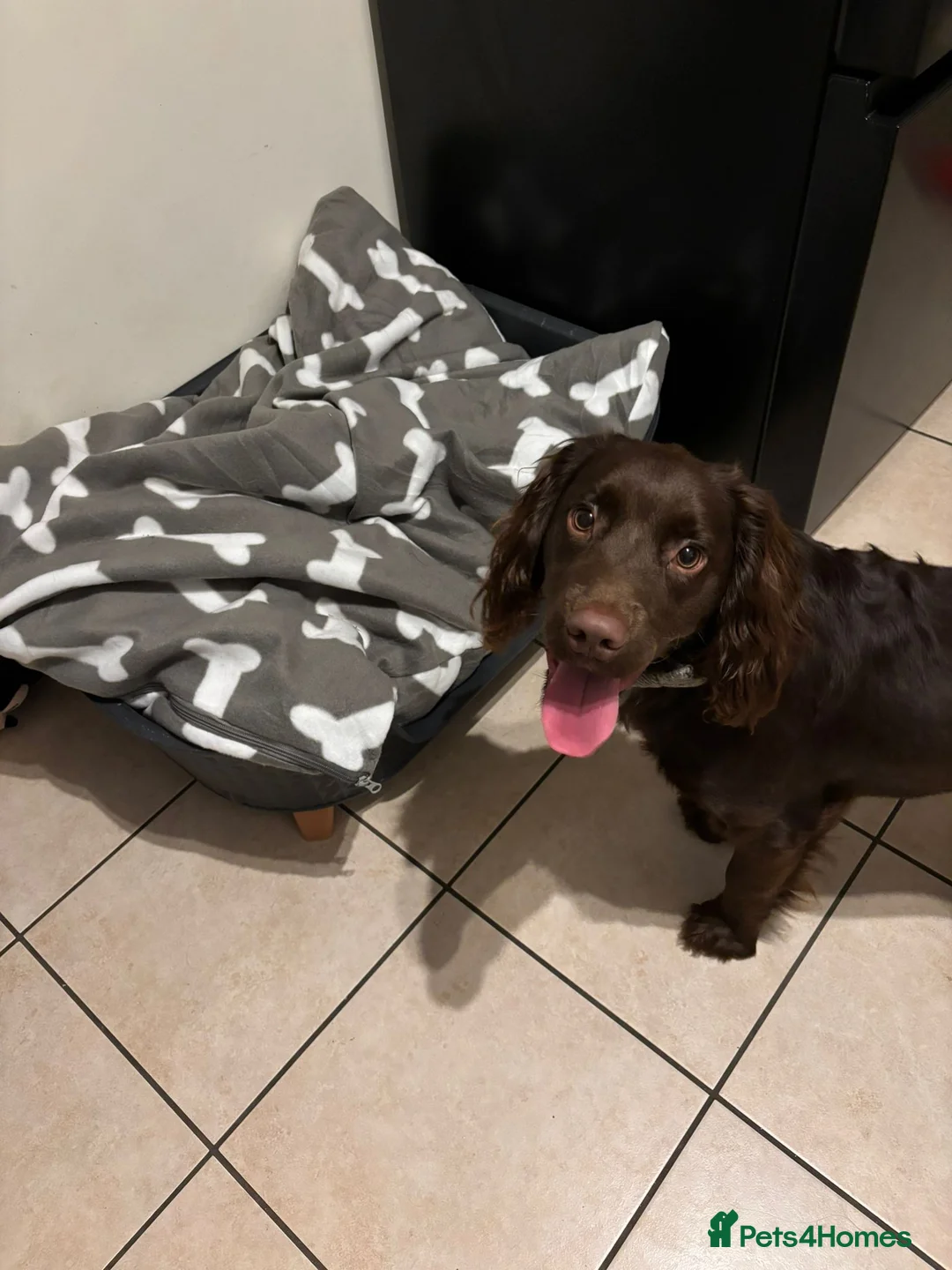 Cocker Spaniel dogs for sale: Chocolate cocker spaniel for rehoming  in Melton Mowbray - Advert 2